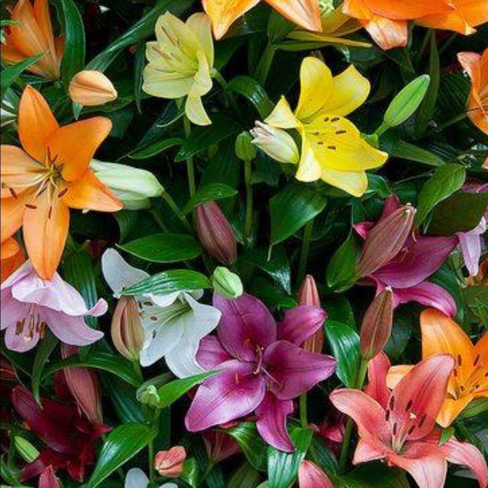 Meet your Posher, Tasha